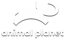 Логотип Animal Planet