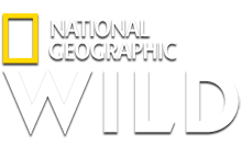 Логотип Nat Geo Wild